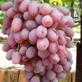 Виноград Тайфи розовый в Лянторе