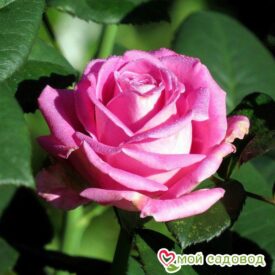 Роза чайно-гибридная Аква в Лянторе