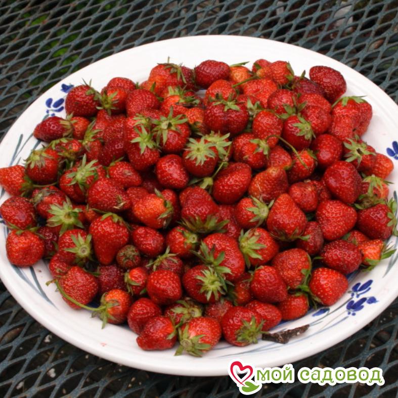 Клубника Мара де Буа (ремонтантный сорт) ЗКС