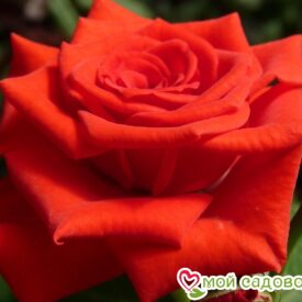 Роза чайно-гибридная Корвет в Лянторе