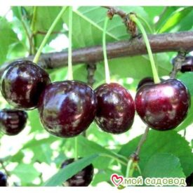 Саженцы вишни – Чудо-вишня в Лянторе