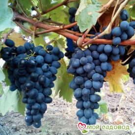 Виноград Молдова в Лянторе