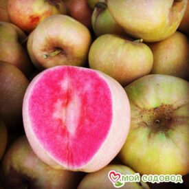 Яблоня Розовый жемчуг в Лянторе