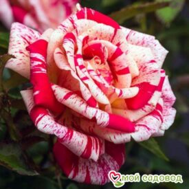Роза чайно-гибридная Папагено в Лянторе