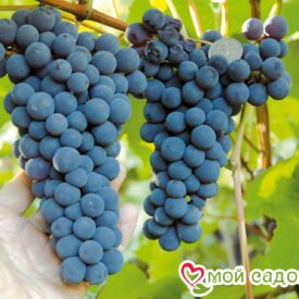 Виноград Амурский синий в Лянторе