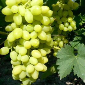 Виноград Осенний крупноплодный в Лянторе