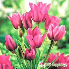 Тюльпан многоцветковый Пурпл Букет в Лянторе