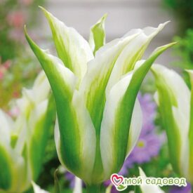 Тюльпан зеленоцветный Уайт Спринг Грин в Лянторе
