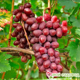 Виноград Виктория винная в Лянторе
