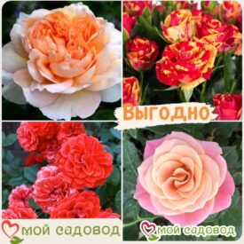 Комплект роз! Роза плетистая, спрей, чайн-гибридная и Английская роза в одном комплекте в Лянторе