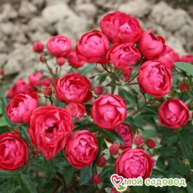 Роза полиантовая Морздаг Ред (Morsdag Red) в Лянторе