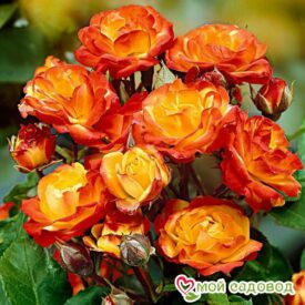 Роза полиантовая Румба (Rumba) в Лянторе