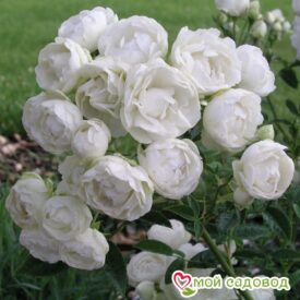 Роза полиантовая Морздаг Уайт (Morsdag White) в Лянторе