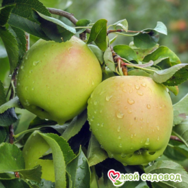 Яблоко-груша Голден Делишес в Лянторе