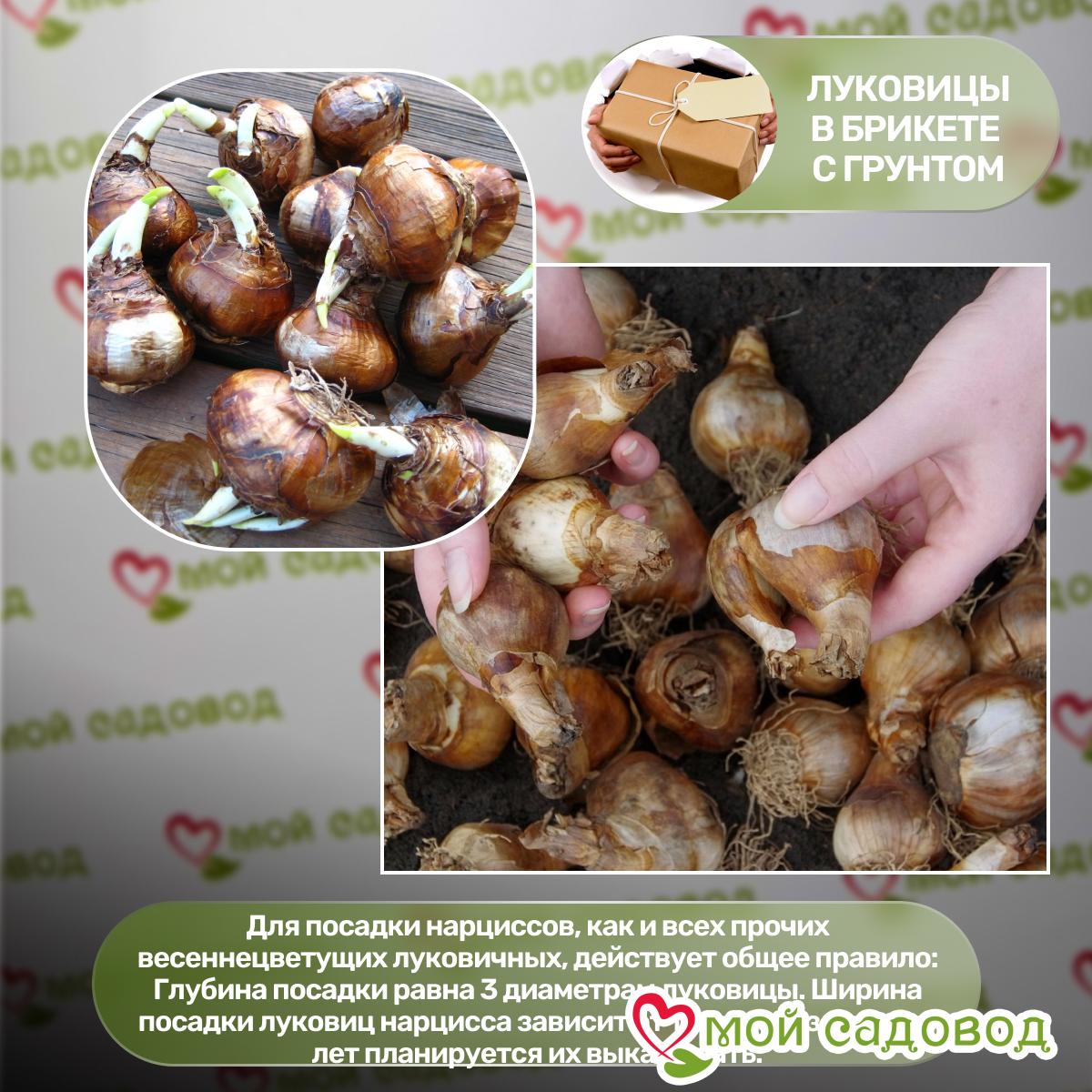 Нарцисс махровый Рози Клауд