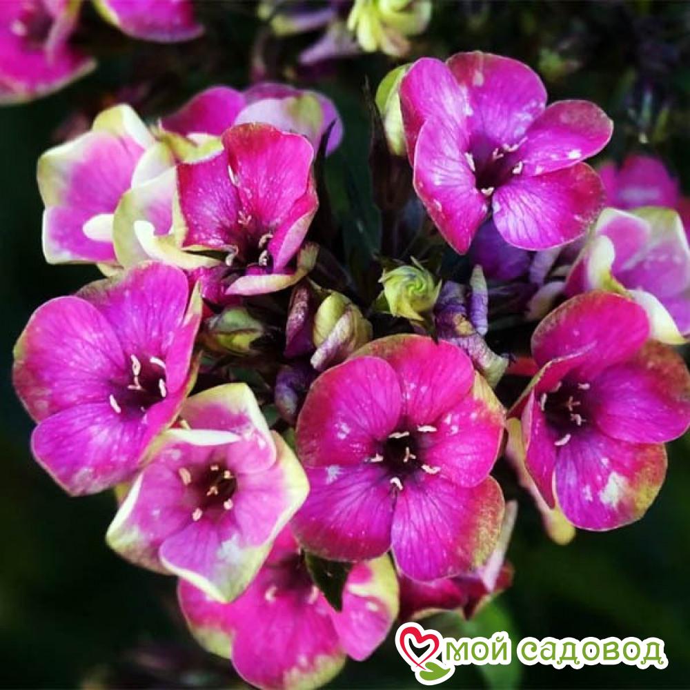 Флокс Орхид Йеллоу